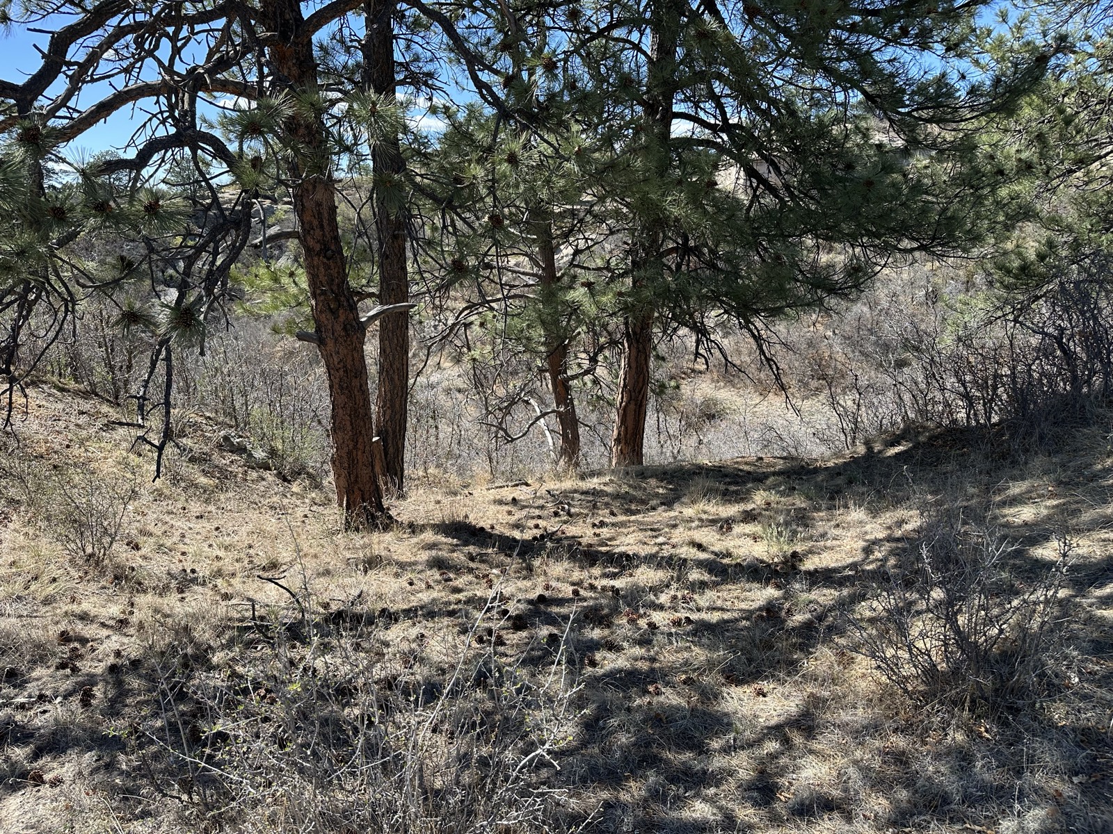 Open meadow on the property